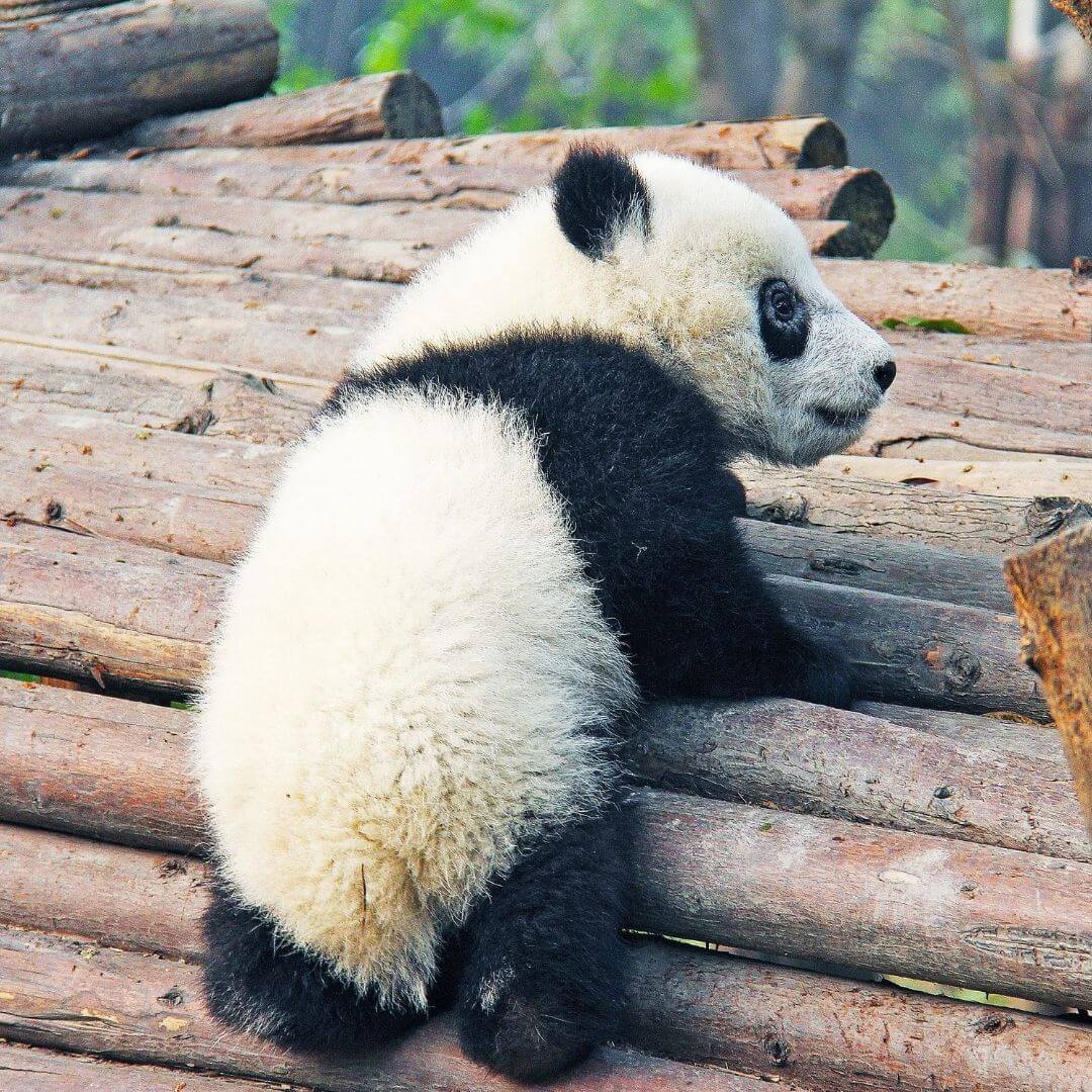 Le meraviglie della Cina: panda