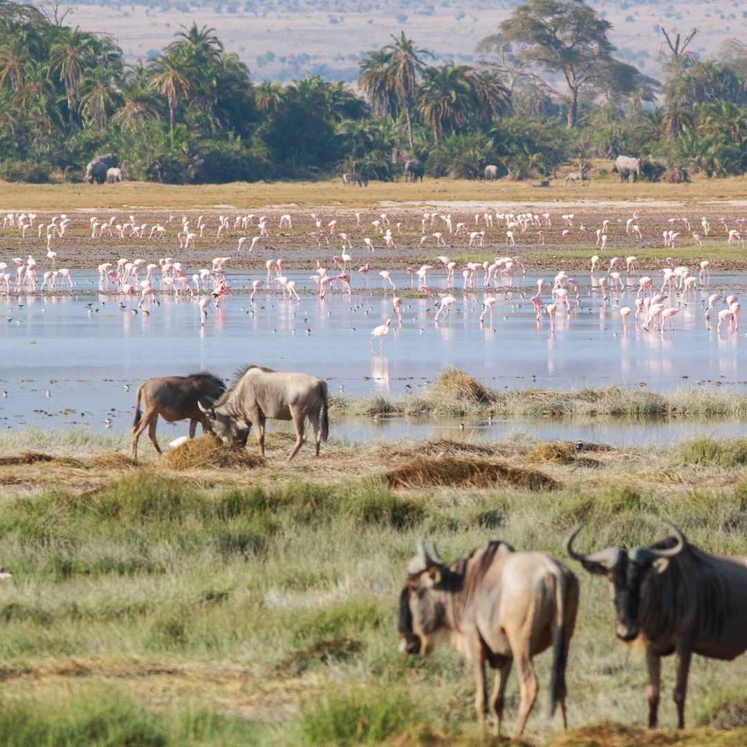Masai Mara, Amboseli e Tsavo